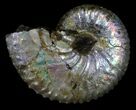 Discoscaphites Ammonite - South Dakota #22679-1